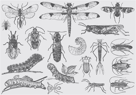 Vintage Insect Illustrations 125253 Vector Art at Vecteezy