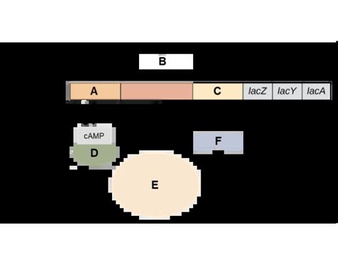 Lac operon Quiz