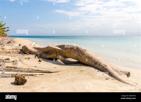 Starfish Beach panama Stock Photo - Alamy