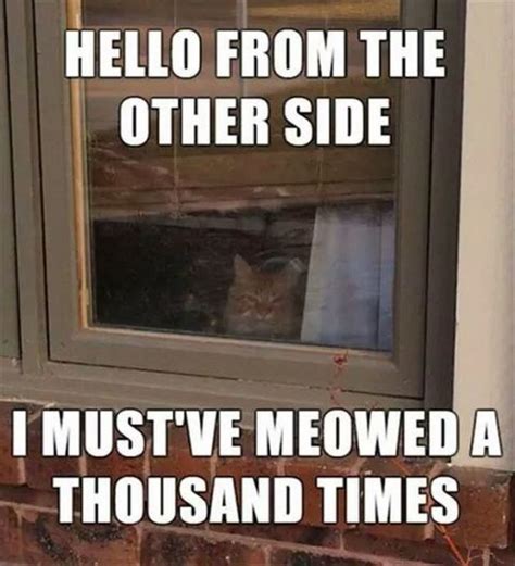 55 Funniest Cat Memes Ever Will Make You Laugh Right MEOW!