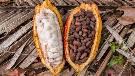 Despre arborele de cacao si productia de ciocolata - Casa Victoria