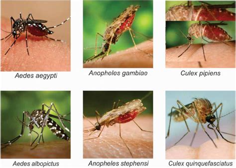 | Identification of some mosquito species. | Download Scientific Diagram