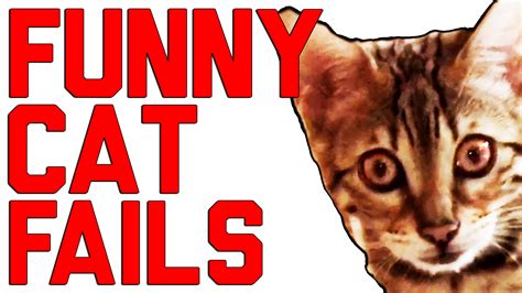 Funny Cat Fails Compilation || by FailArmy 2016 | World Cat Comedy