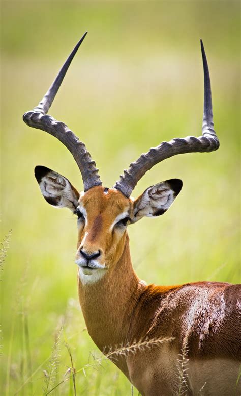 Impala - Majestic African Antelope