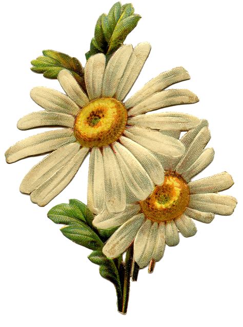 Vintage Daisy Image - The Graphics Fairy