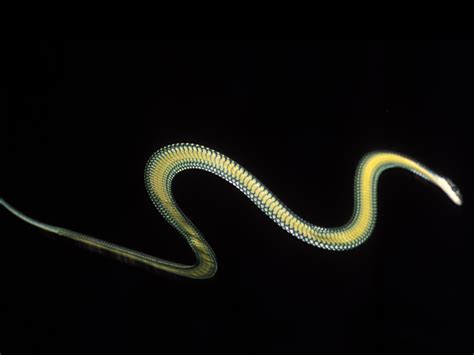 The Elegant Secrets Of Flying Snakes | NCPR News