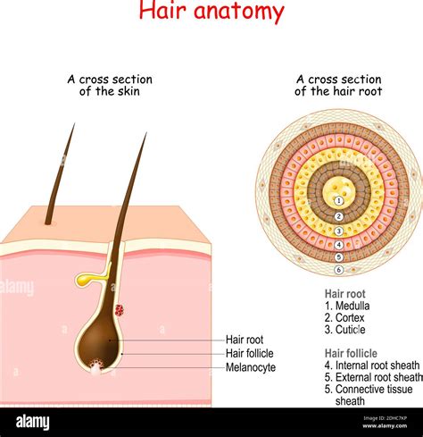 Hair Diagram For Anatomy