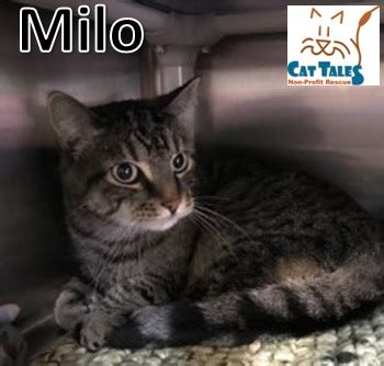 middletowneye: Cat Tales ~ Cat of the Week ~ MILO!!