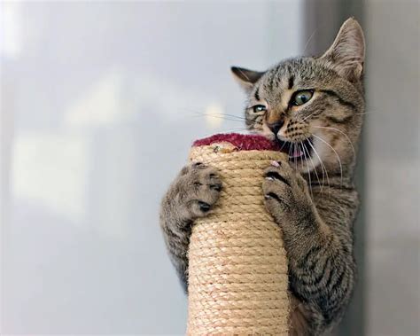 Best Toys For Cats That Chew - ToyWalls