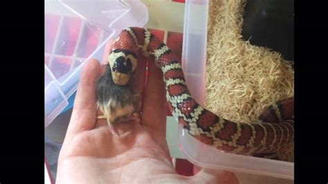 Mountain Kingsnake - Double Feeding - YouTube