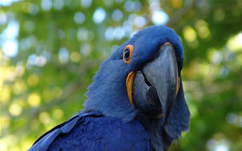 1680x1050 Blue Parrot Wallpaper,1680x1050 Resolution HD 4k Wallpapers ...