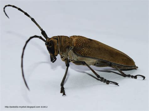 Longhorned beetle (Batocera sp.) in Sumatra Indonesia