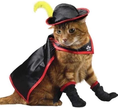 30 Cat Costumes That Are Too Cute | Costume Wall