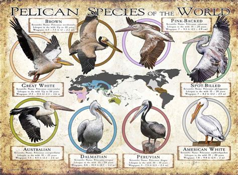 Pelican Species of the World Poster Print | Species, Wildlife pictures ...