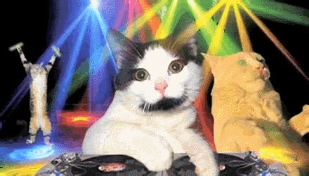 amazingphil disco cats gif | WiffleGif