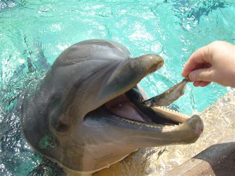 Dolphin Feeding by GRADAM on DeviantArt