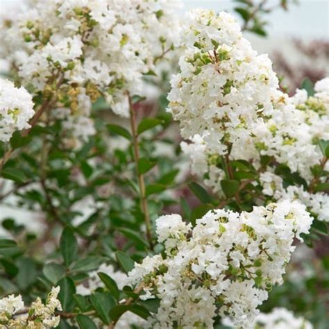 White Crepe Myrtle Tree | ubicaciondepersonas.cdmx.gob.mx