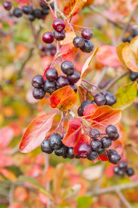 Top 10 Shrubs With Fall Berries To Add To Your Front Yard