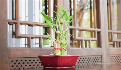 Bamboo Plants Benefits: Nutrients, Preparation, and More