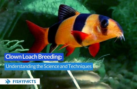 Clown Loach Breeding: Understanding the Science and Techniques : r ...