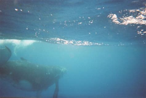 Olive Dragonfly: Whale Watching in Tonga