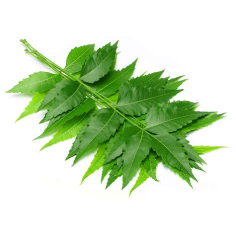 Fresh NEEM LEAVES /Daun MAMBU 250g (THE QUEEN OF ANTI-BACTERIA ...