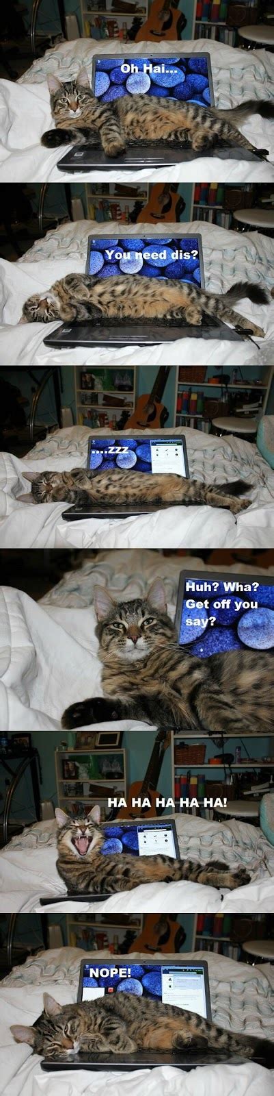 cat on your laptop, funny pictures - Dump A Day