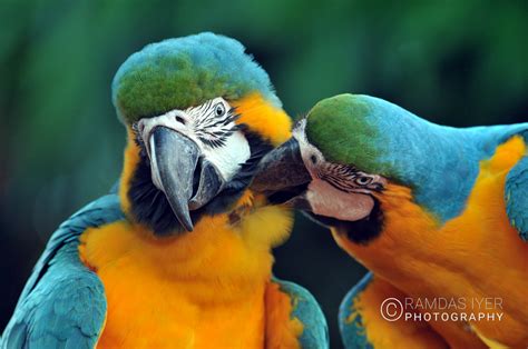 Brazil Wildlife – Ramdas Iyer Photography