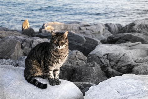 Tashirojima - the cat island in Japan