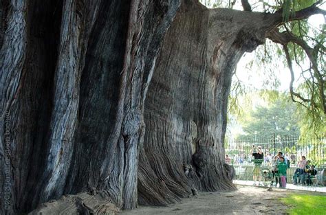 The Stoutest Tree in the World: Tule, Mexico – Jennifer Steen Booher