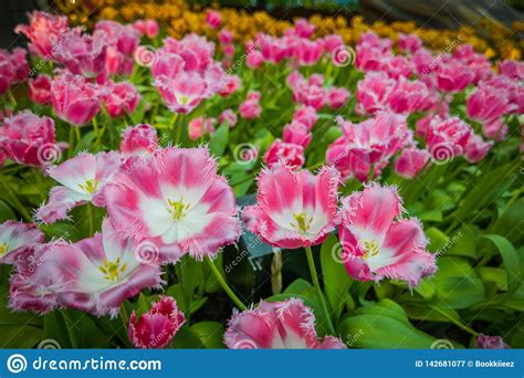 Pink tulips in the garden. stock image. Image of colorful - 142681077