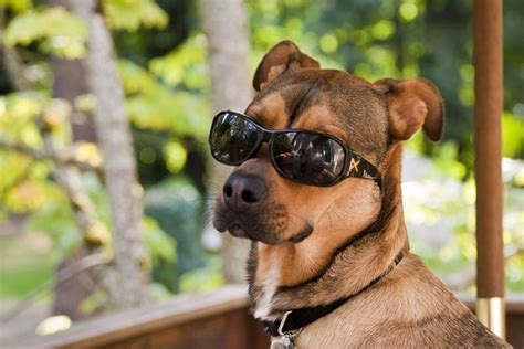 Dogs Wearing Sunglasses (65 pics)