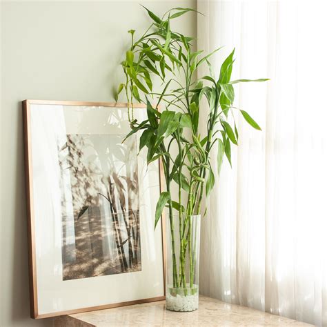 Lucky Bamboo Plant Vase - Home Decor Inspiration