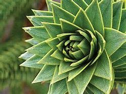 Triangle Shapes in Nature - Bing images | Fractals in nature, Natural ...