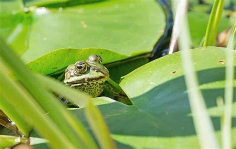 What Is The Best Habitat For a Frog?