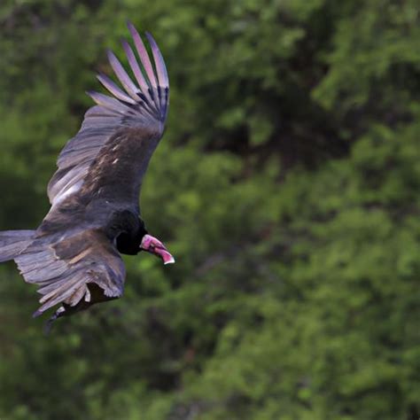 Red Headed Vulture: Majestic Avian Species on the Brink