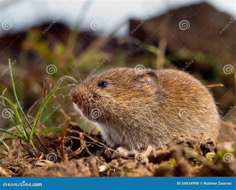 Common Vole (Microtus Arvalis) on the Ground in a Field Stock Photo ...