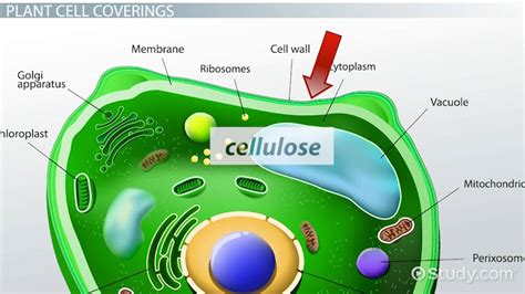 Plant Cell Cytoskeleton