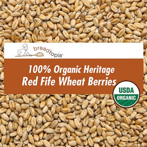 Organic Heirloom Red Fife Wheat Berries | Breadtopia