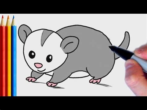 Possum Drawing