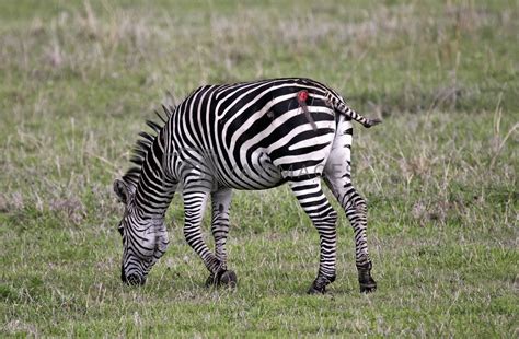 Royalty Free Image | Zebra attacked by a lion by photoblueice