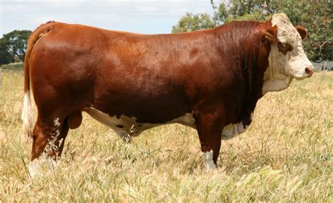 The American Cowboy Chronicles: Cattle Breed -- Simmental