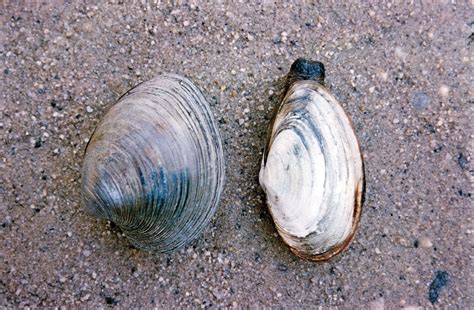 Clam | Anatomy, Types, Habitat, Mollusk, Bivalve & Marine Life | Britannica