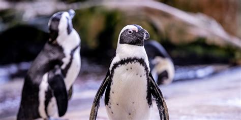 Two Oceans Aquarium | Penguin Exhibit