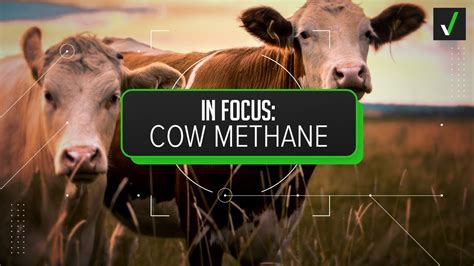 Yes, cattle are the top source of methane emissions in the U.S. - YouTube