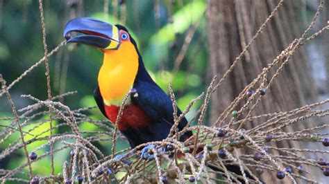 Big-Mouthed Toucans Key To Forest Evolution | WYPR