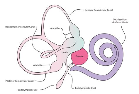 Inner Ear Anatomy