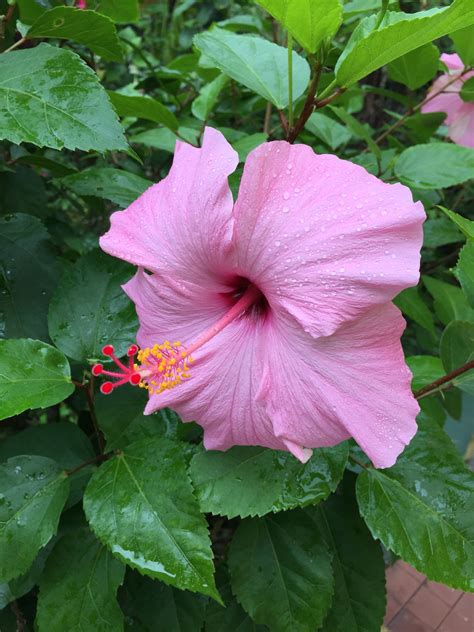 Puerto Rican National Flower Hibiscus | Instagram, Maria oliveira