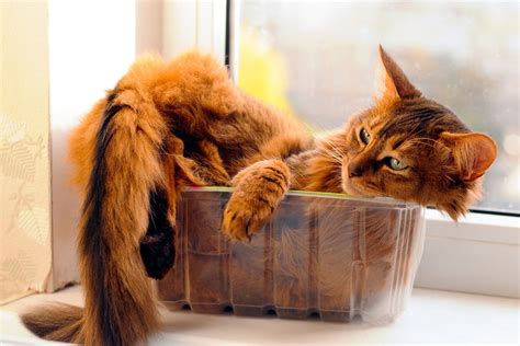 Somali Cats: Origin, Personality, and Health Issues | ASPCA Pet Health ...