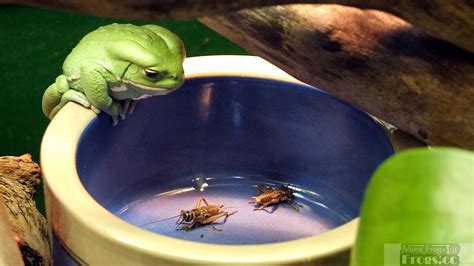 It's crickie time! | Pet frogs, Whites tree frog, Tree frog terrarium